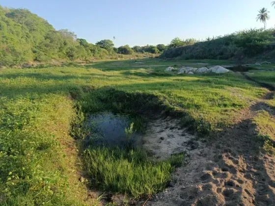 Granja com 20 hectares em Monte Alegre no distrito de comum cortada apelo rio e plantada