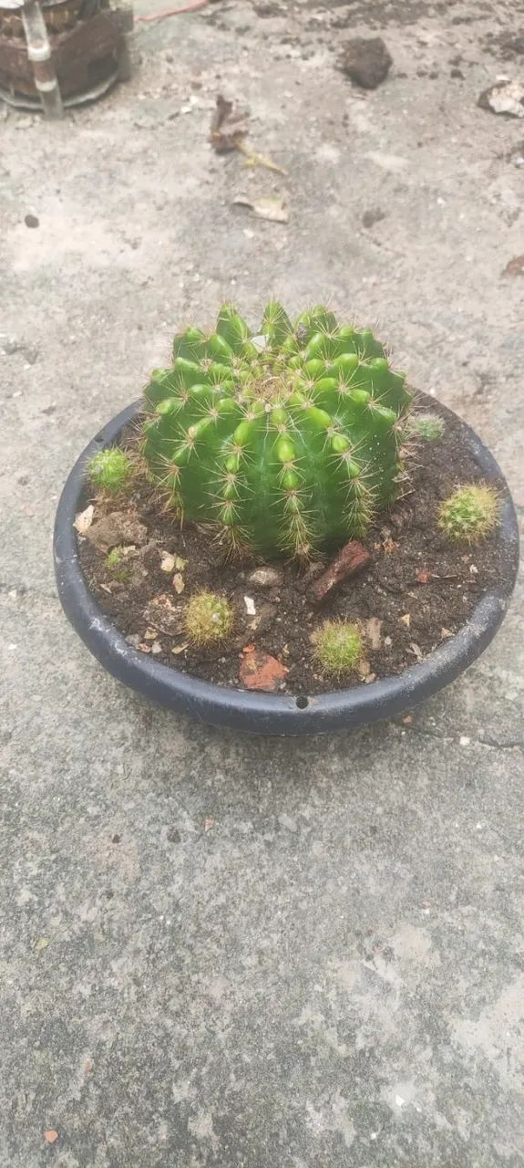 Cacto