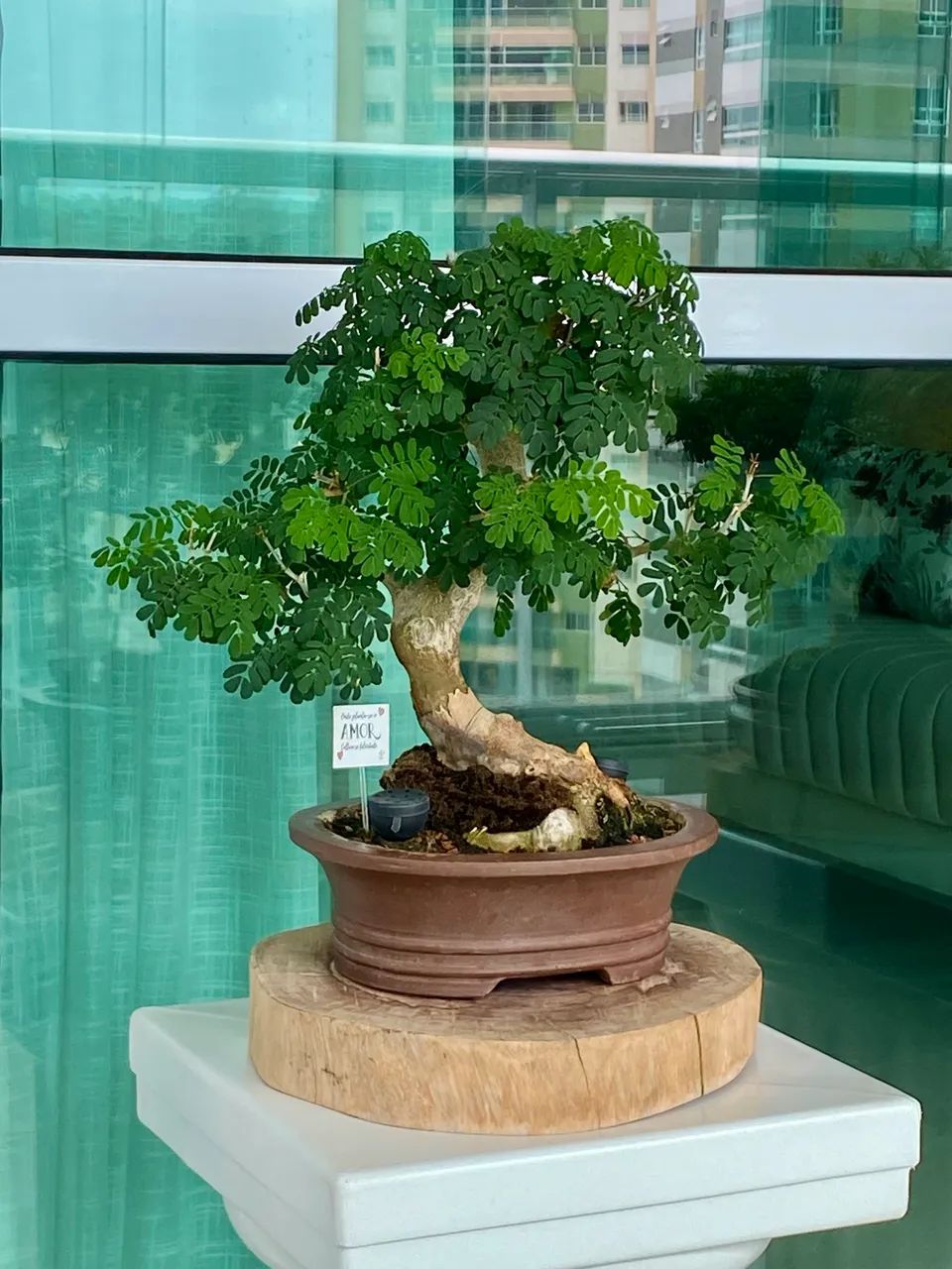 Bonsai de Piteco  - Foto 2