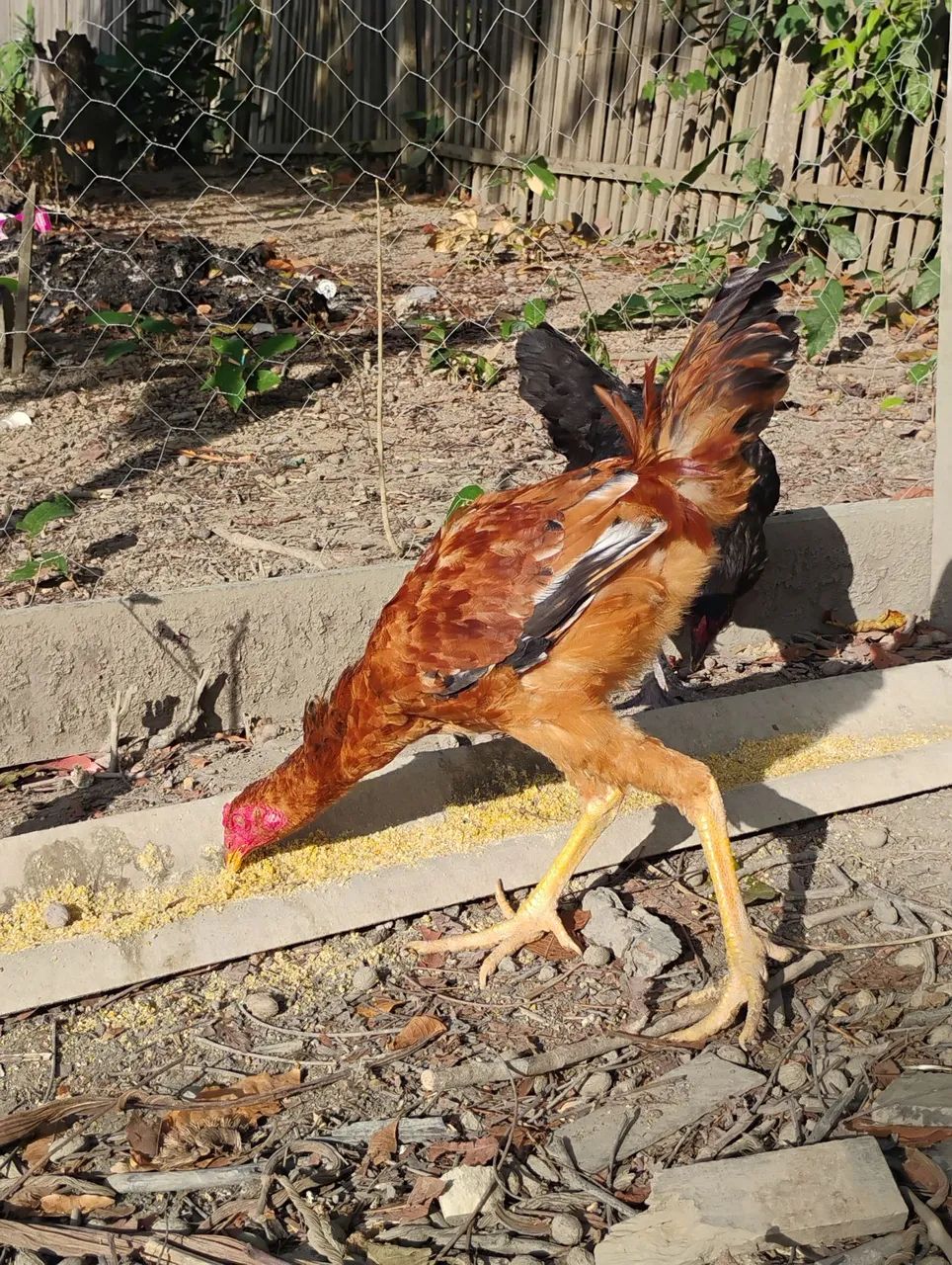Vendo frango caipira 
