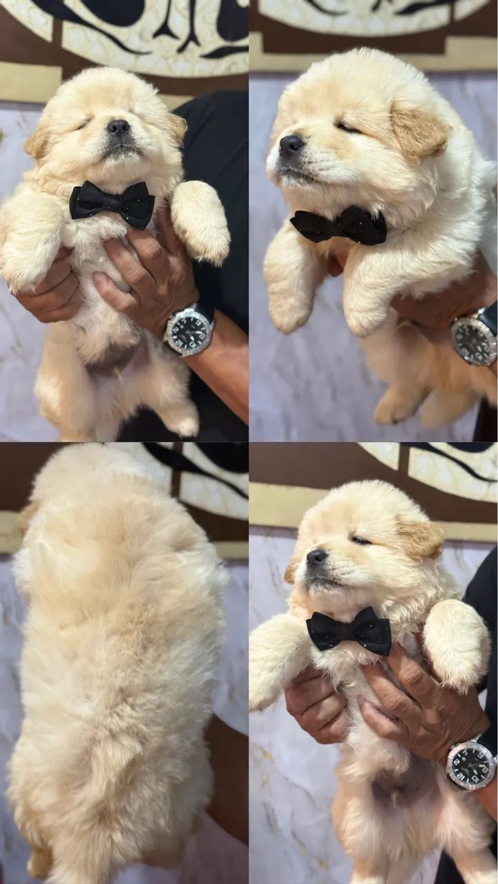 Chow Chow  - Foto 3