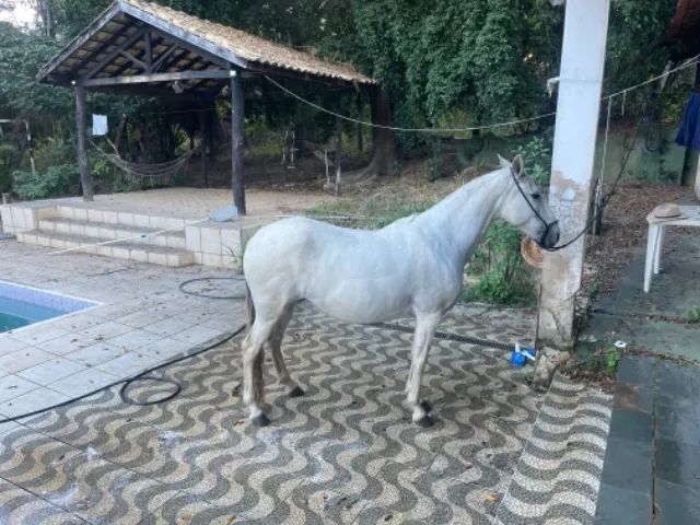 Animal  - Foto 2