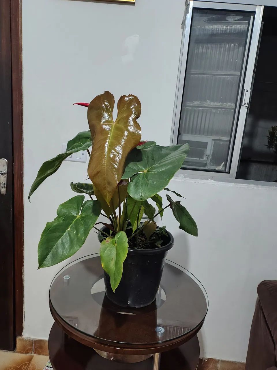 Vaso de planta antúrio  - Foto 2