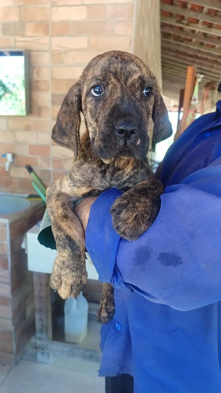 Fila brasileiro  tigrado - Foto 3