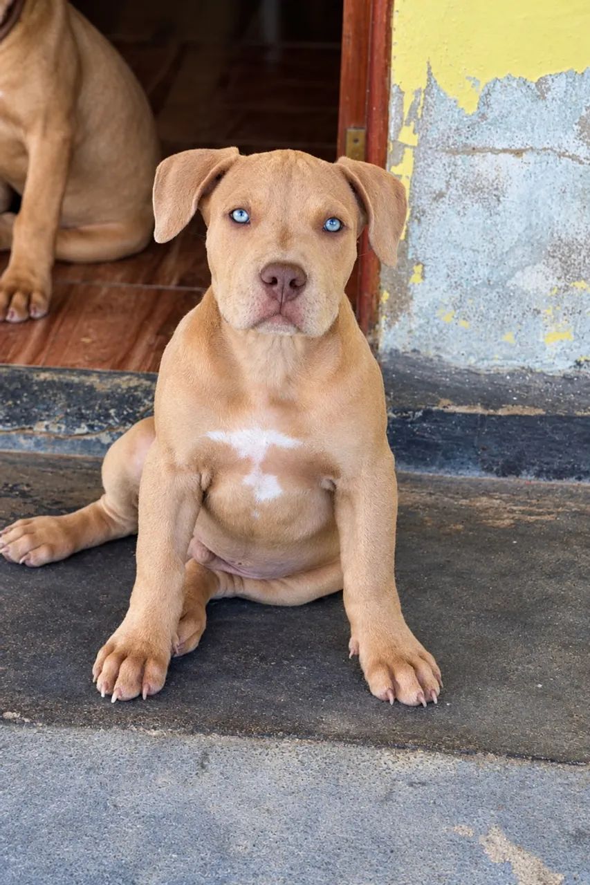 Pit monster 