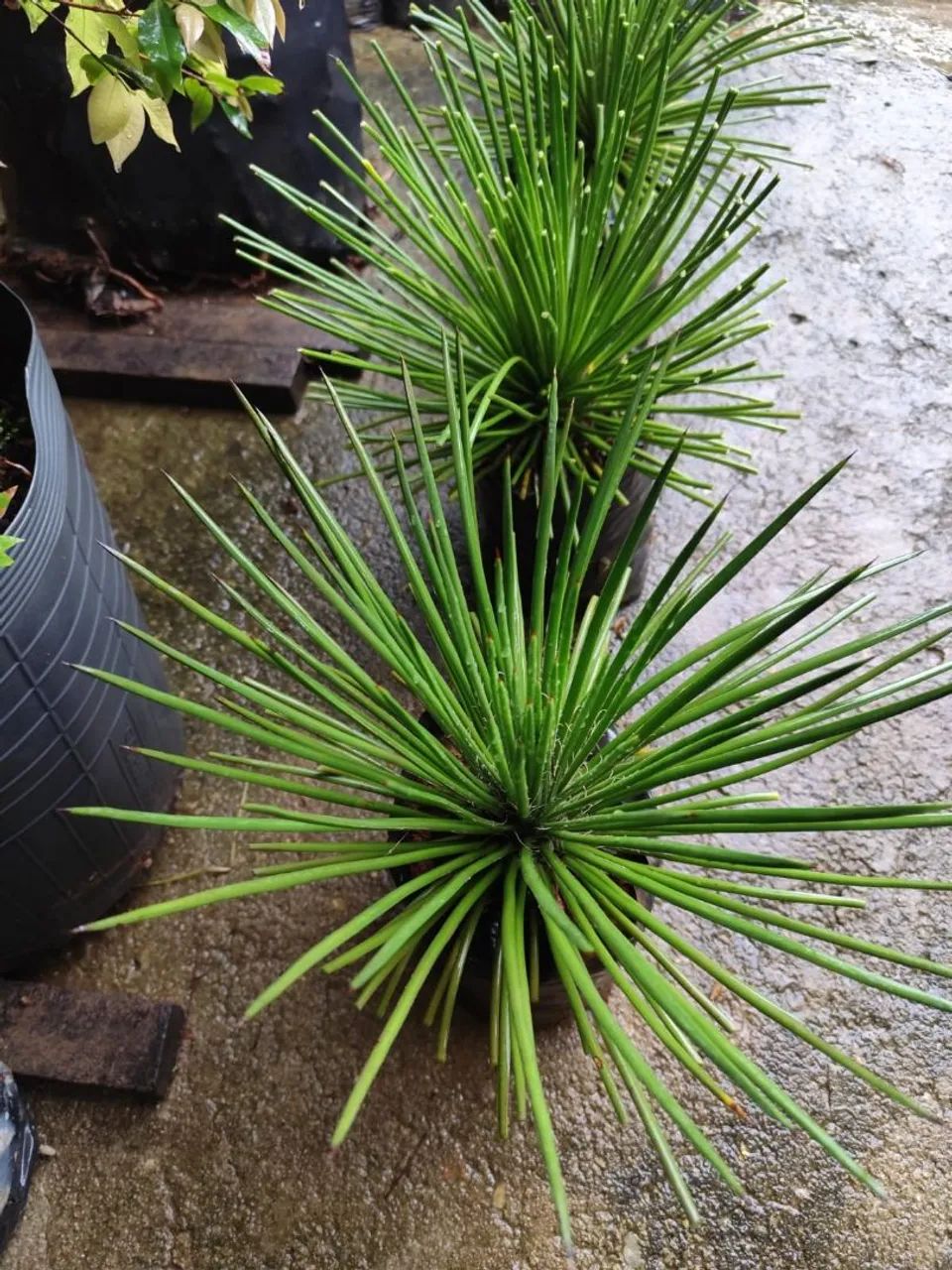 AGAVE PALITO  - Foto 3
