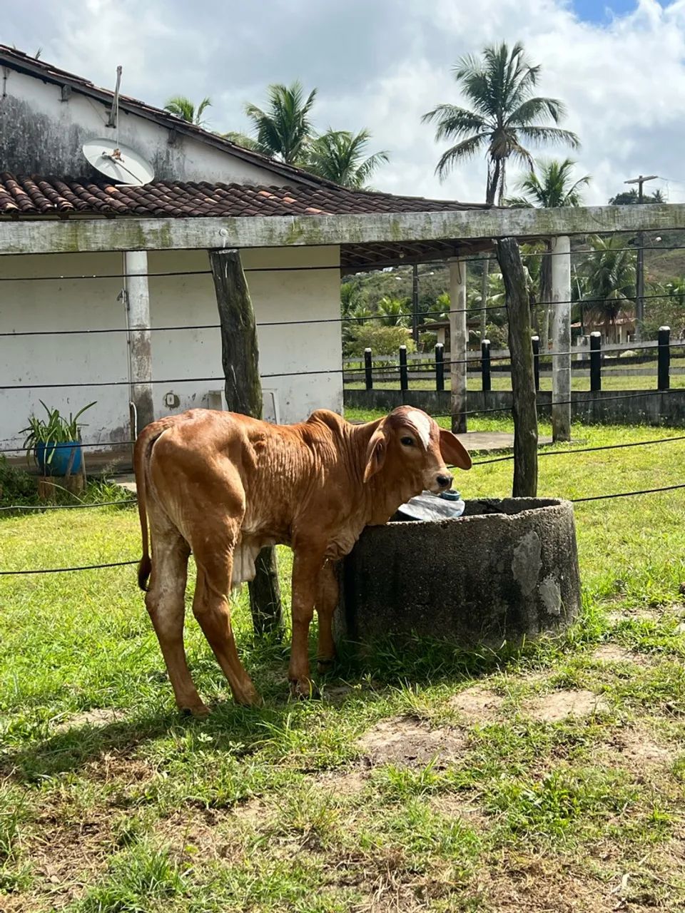 Vaca Gir Parida de macho  - Foto 2