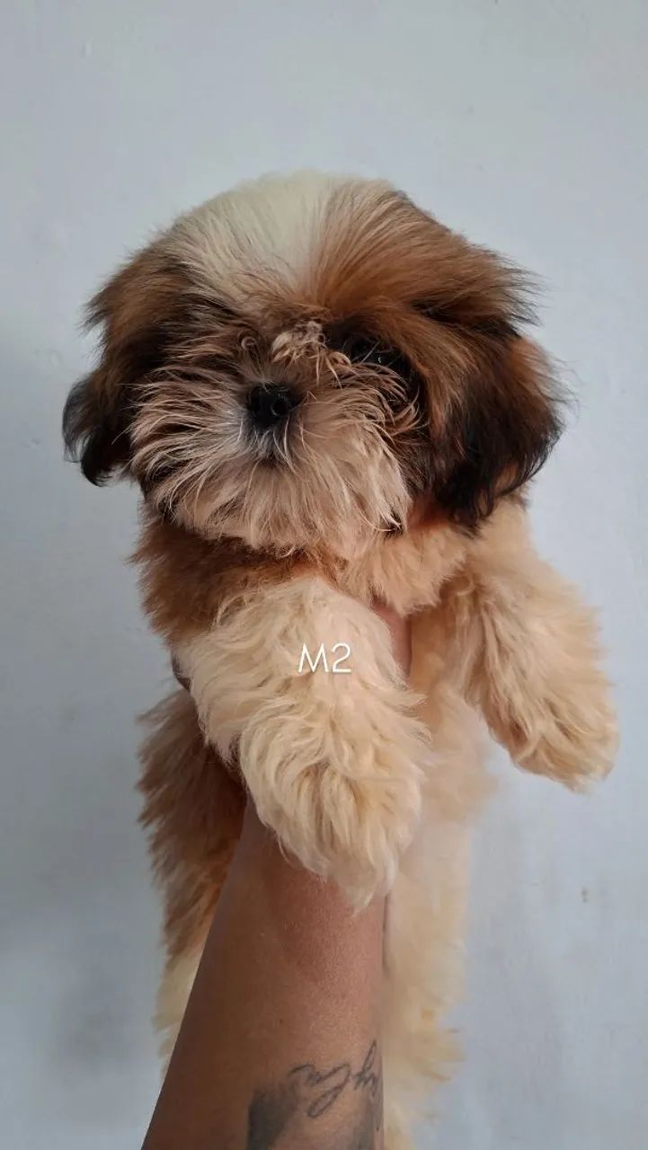 Shihtzu MACHO