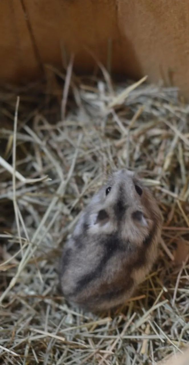 Hamster sírio e anão russo Twister coelhos calopsita porquinho filhotes e adultos  - Foto 5