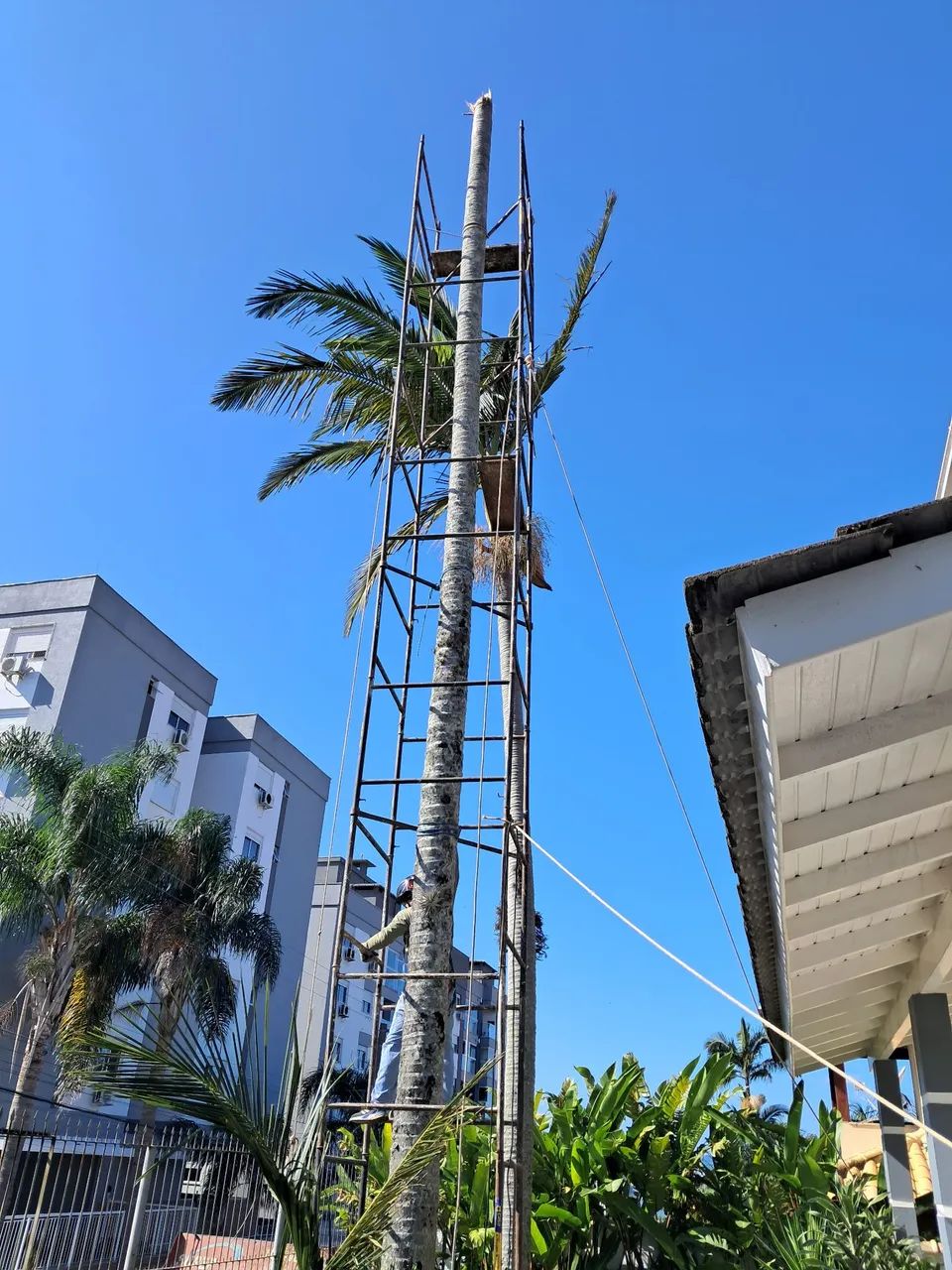 Poda em árvores retirada de material *  - Foto 5