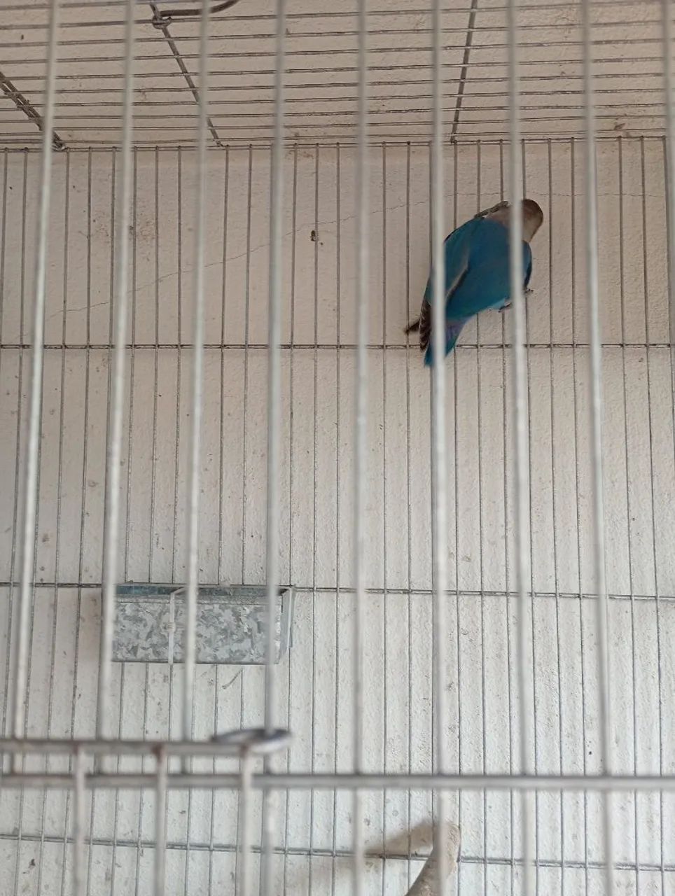 Bebedouro - Foto 4