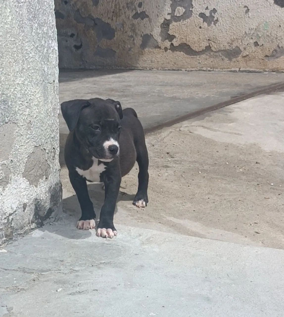 Filhote de Pitbull  - Foto 3