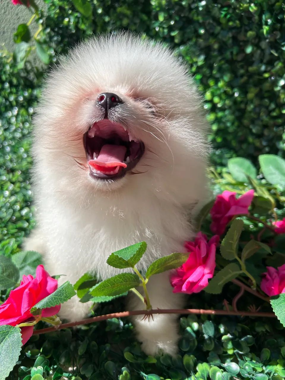 Lulu da Pomerania Anao
