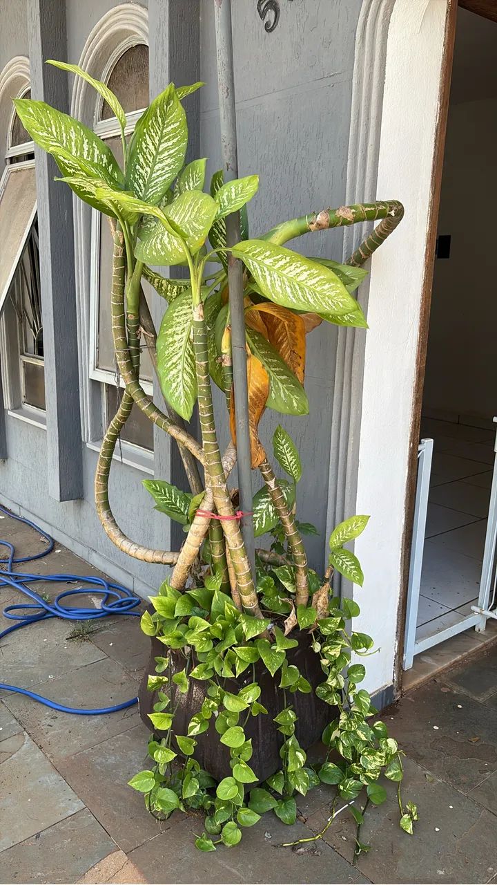 Vendo plantas - Foto 2