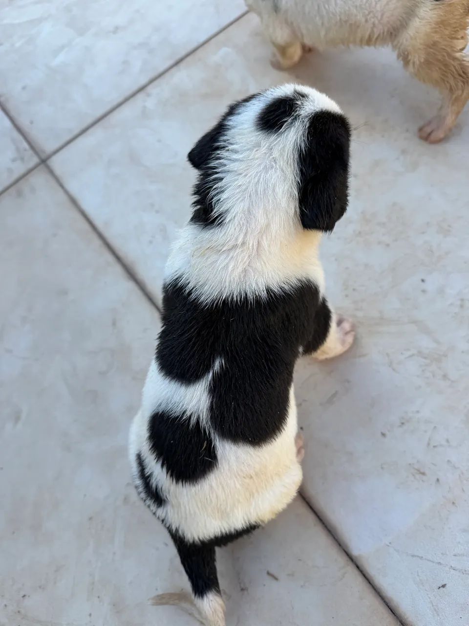 Dogue alemão  - Foto 4