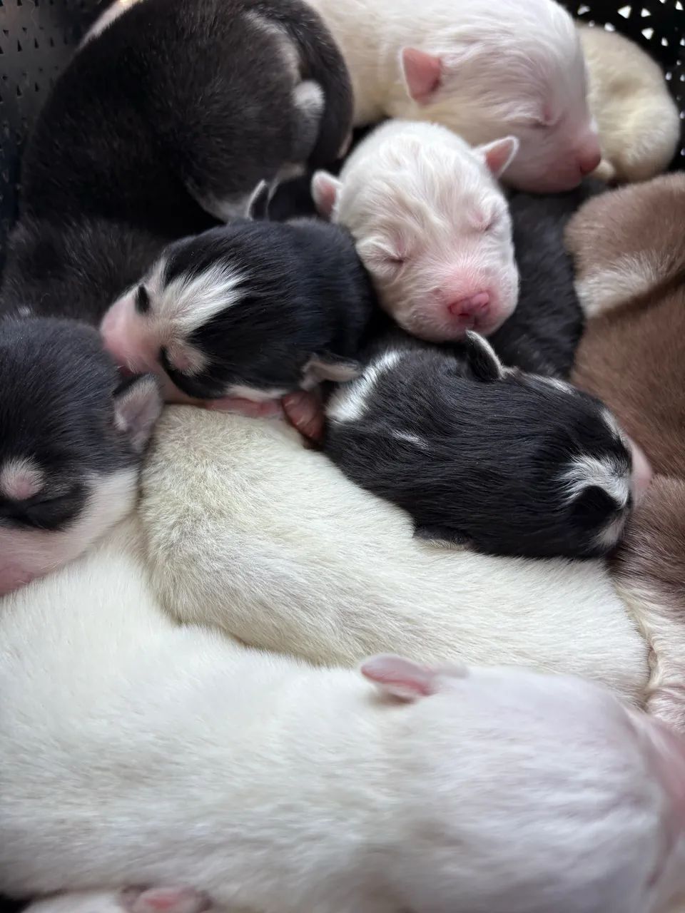 Husky siberiano - procedência e genética 