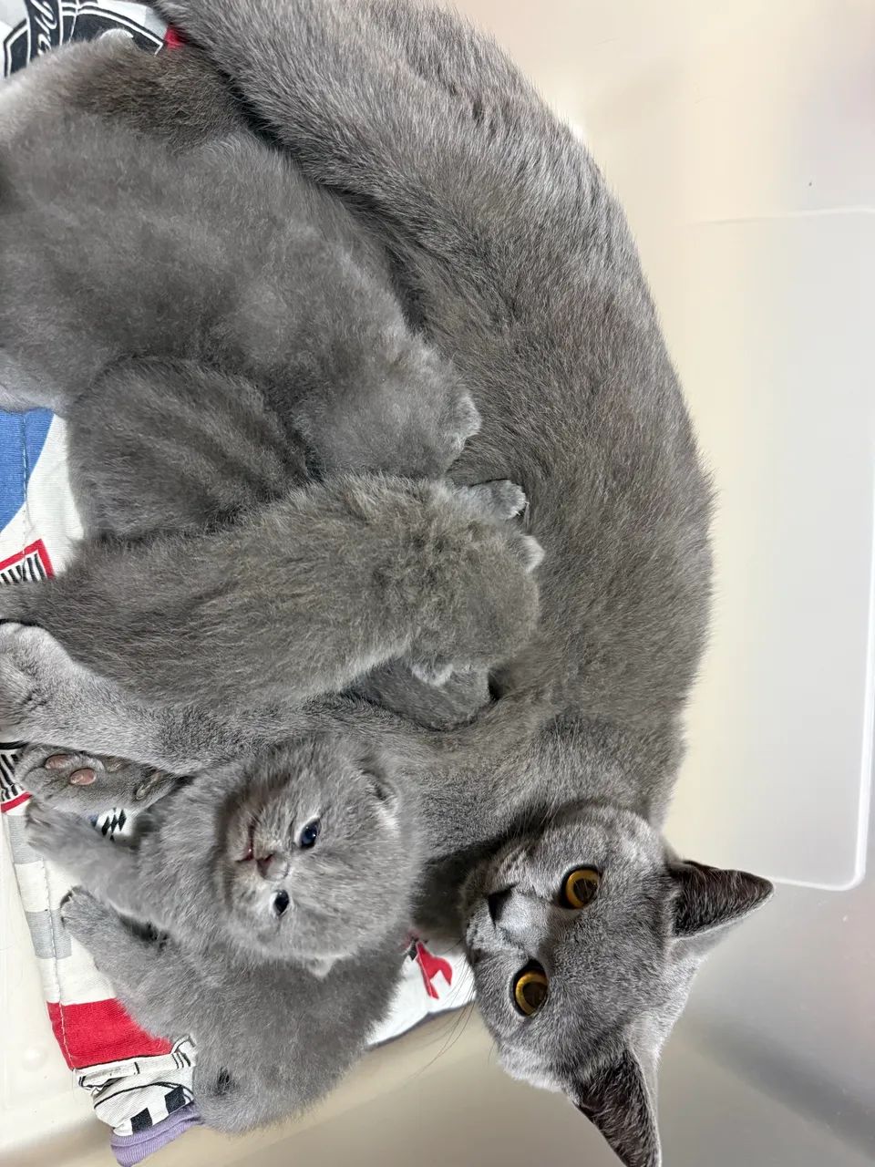 Filhotes British Shorthair