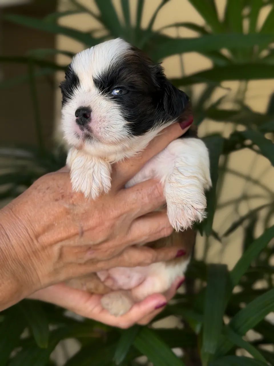 Shih-tzu macho  - Foto 2