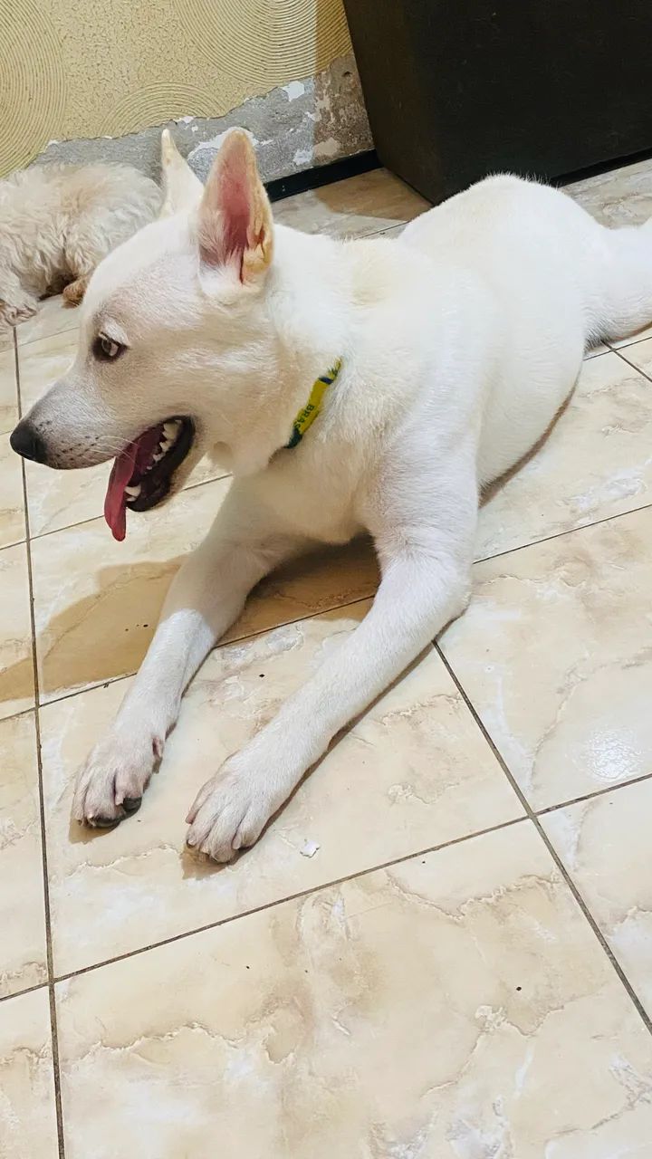 Cachorro  - Foto 2