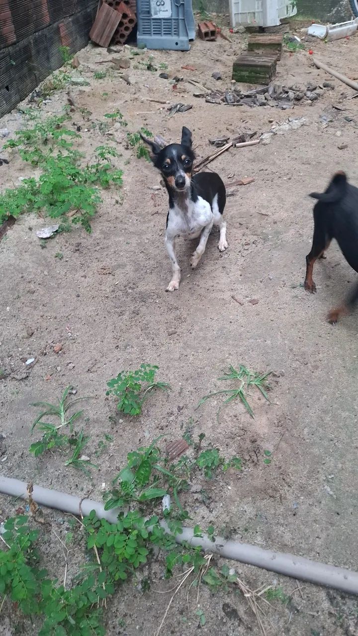 Pinscher 0 fêmea  - Foto 4