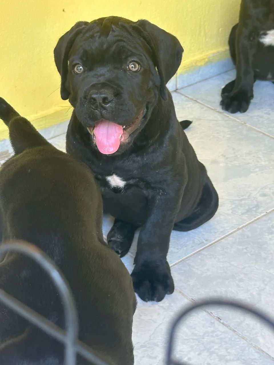 Cane Corso com pedigree 