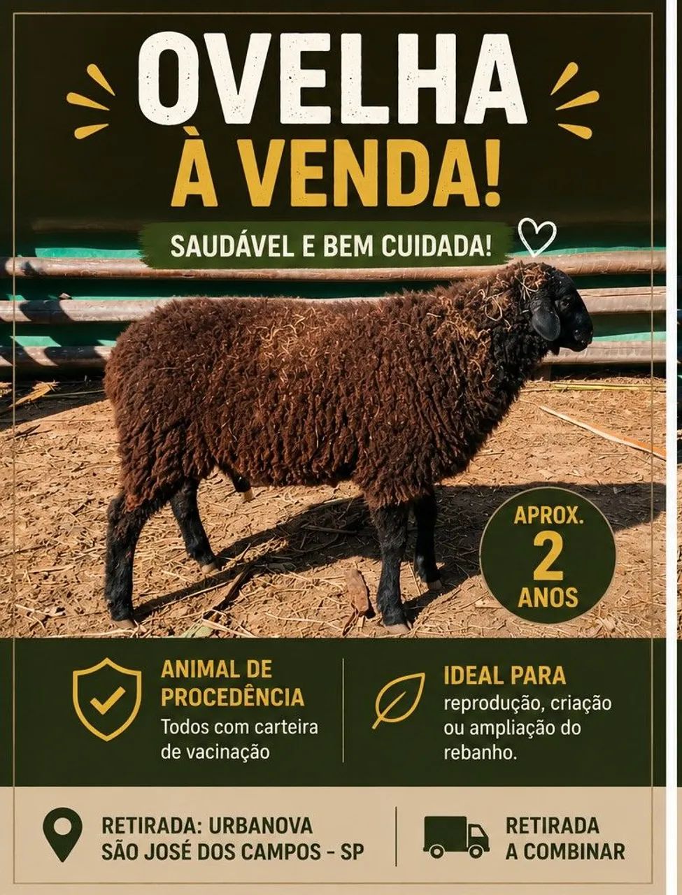 Ovelha Saudável e de Procedência