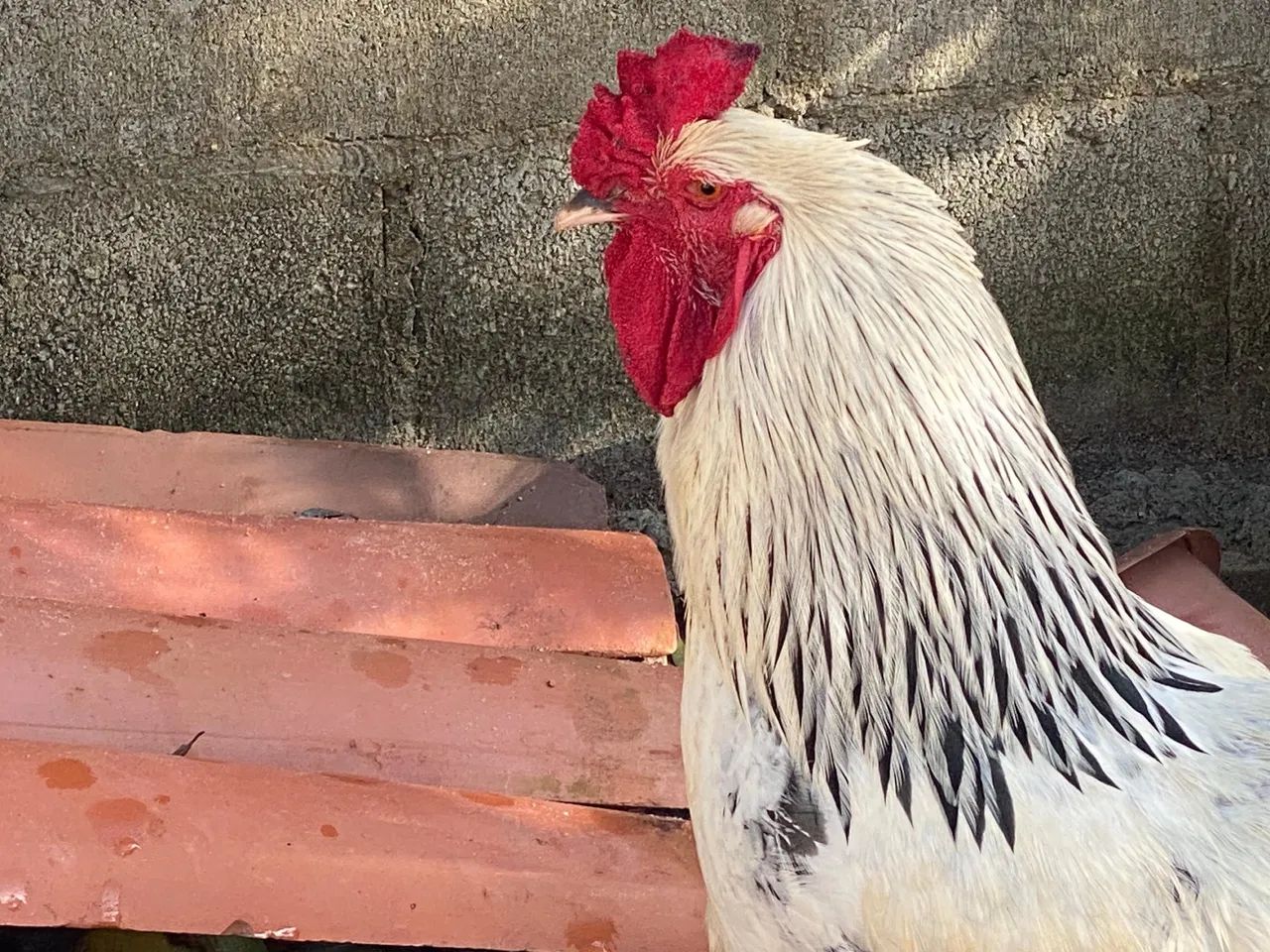 Galo Brahma  - Foto 2