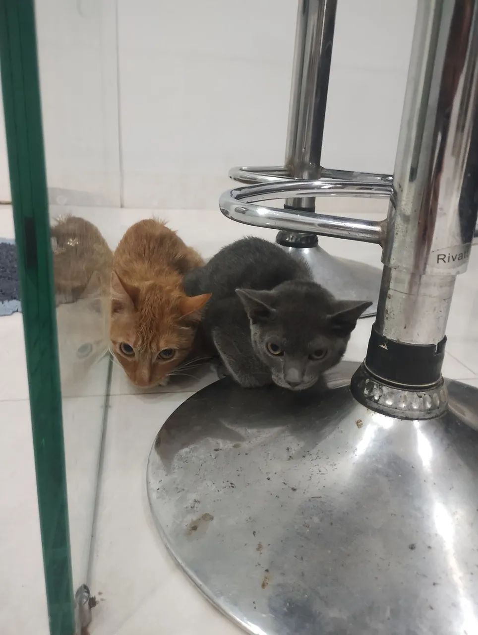 Gatas  - Foto 2