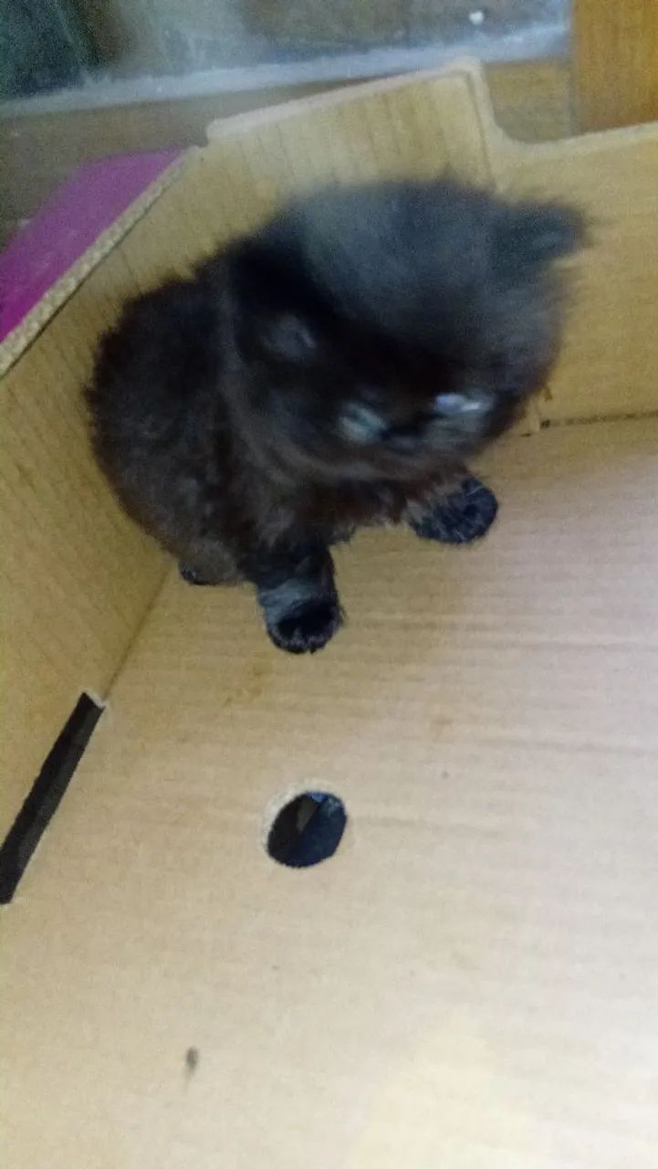 Filhote Gato Persa - Foto 2