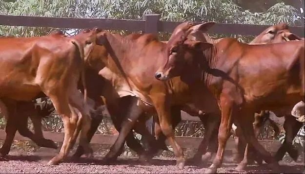 VACA PARIDA  - Foto 2