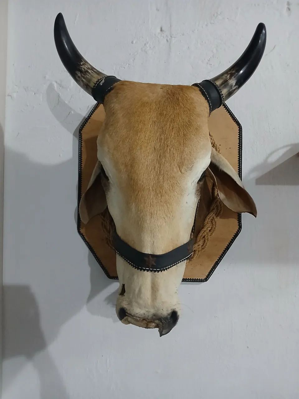 Cabeça de Boi  - Foto 3