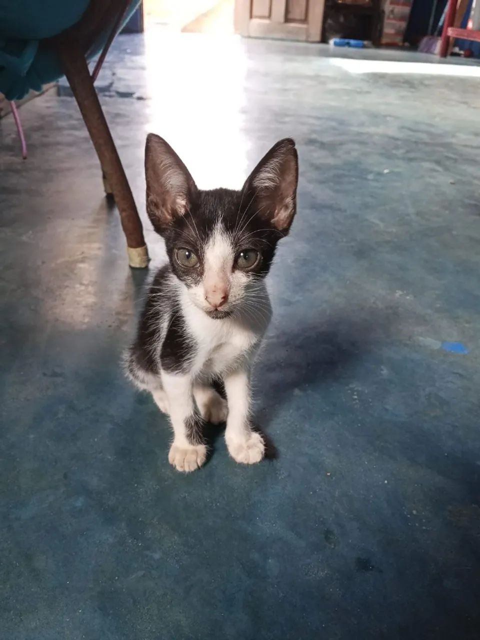 Doação de gatinhas 