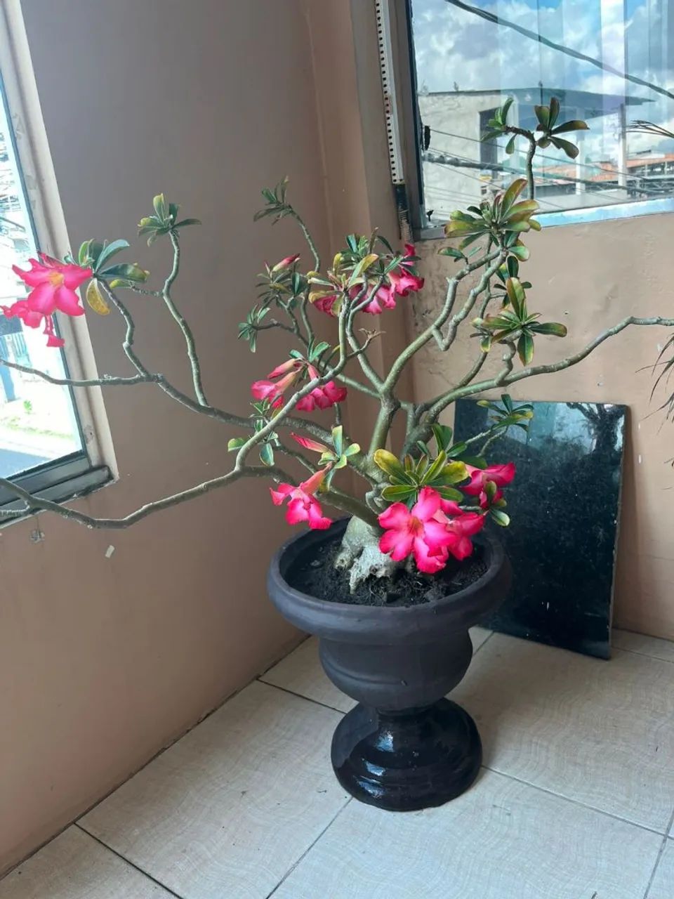 Planta rosa do deserto em vaso grande