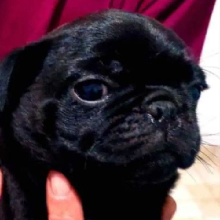 PUG 