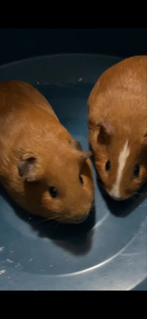 PORQUINHO DA ÍNDIA CASAL
