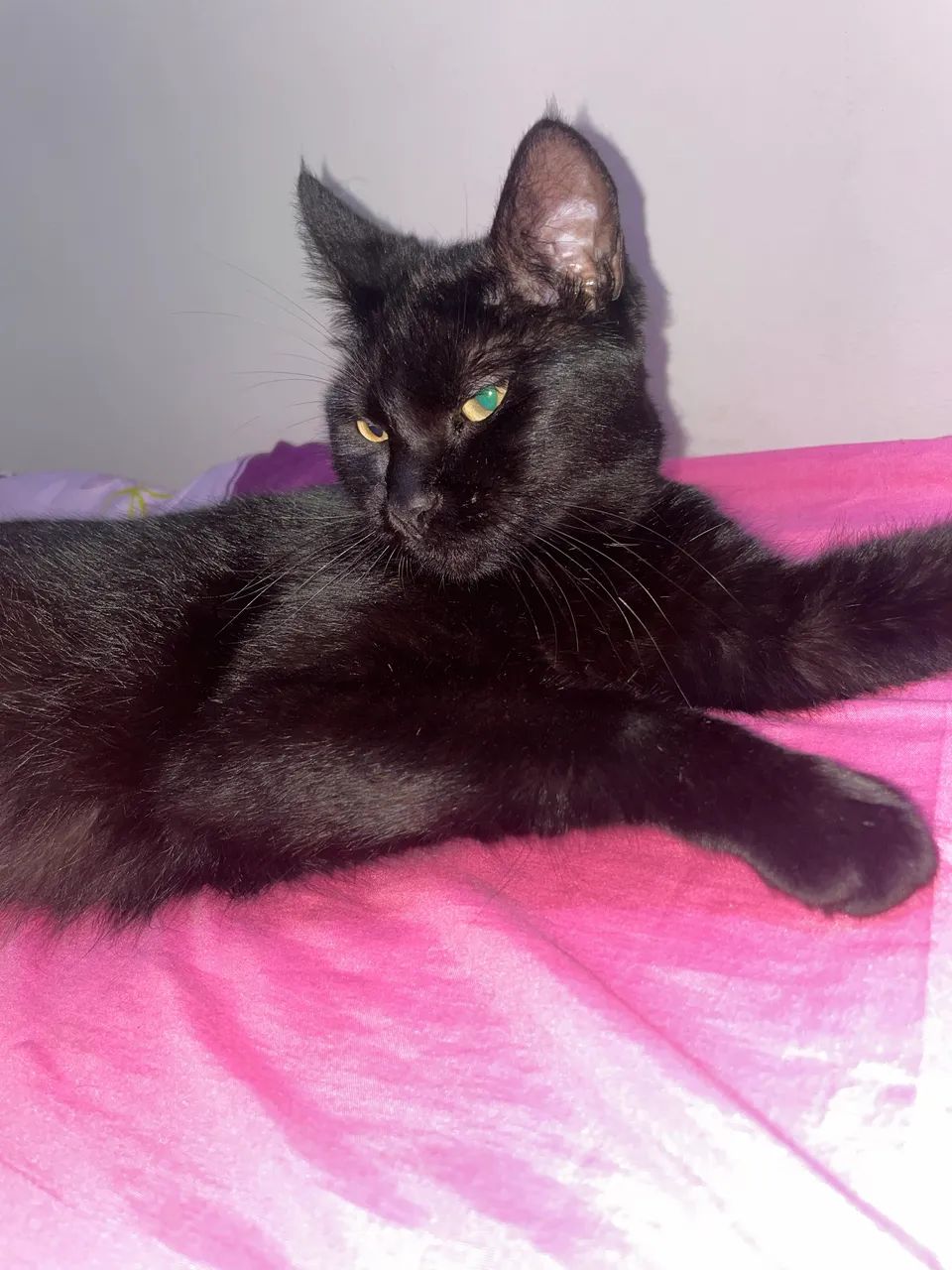 Gata adoção responsável  - Foto 4