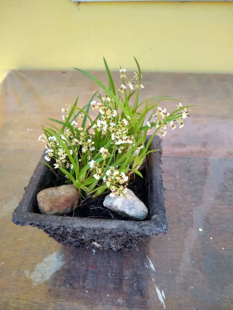 Mini Orquídea  - Foto 2