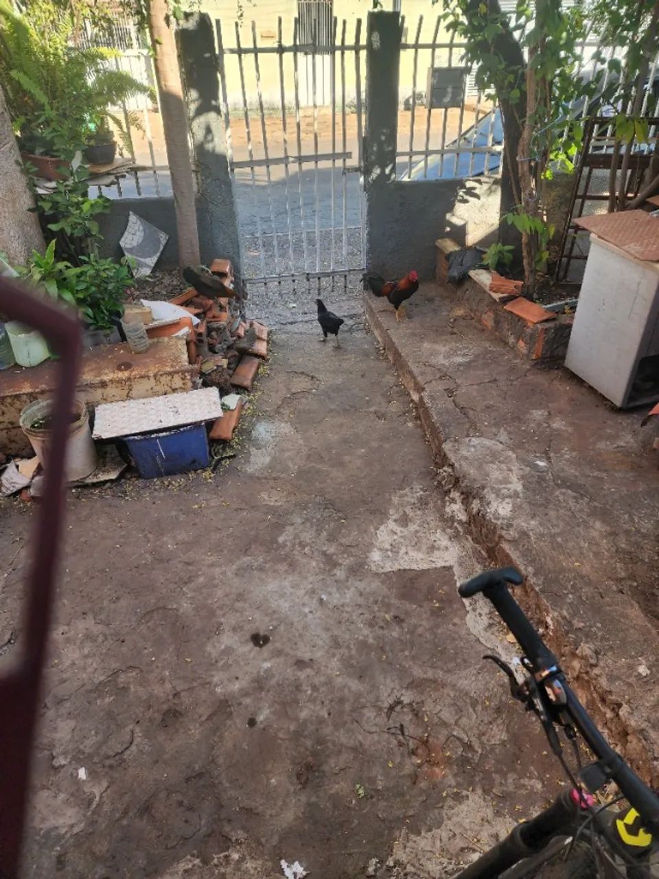 Galo - Foto 3