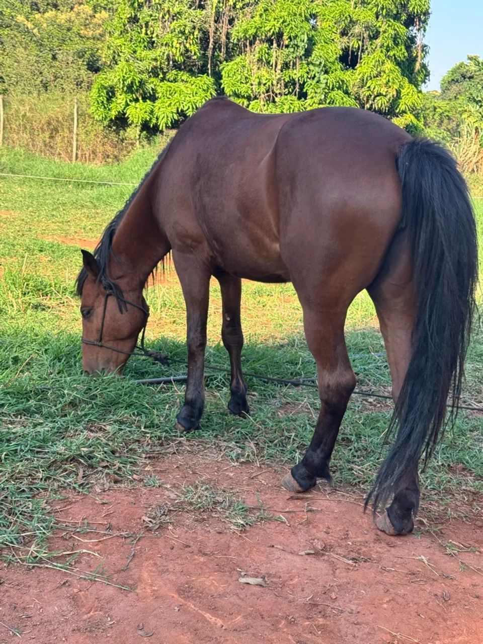 Vende-se Égua  - Foto 2
