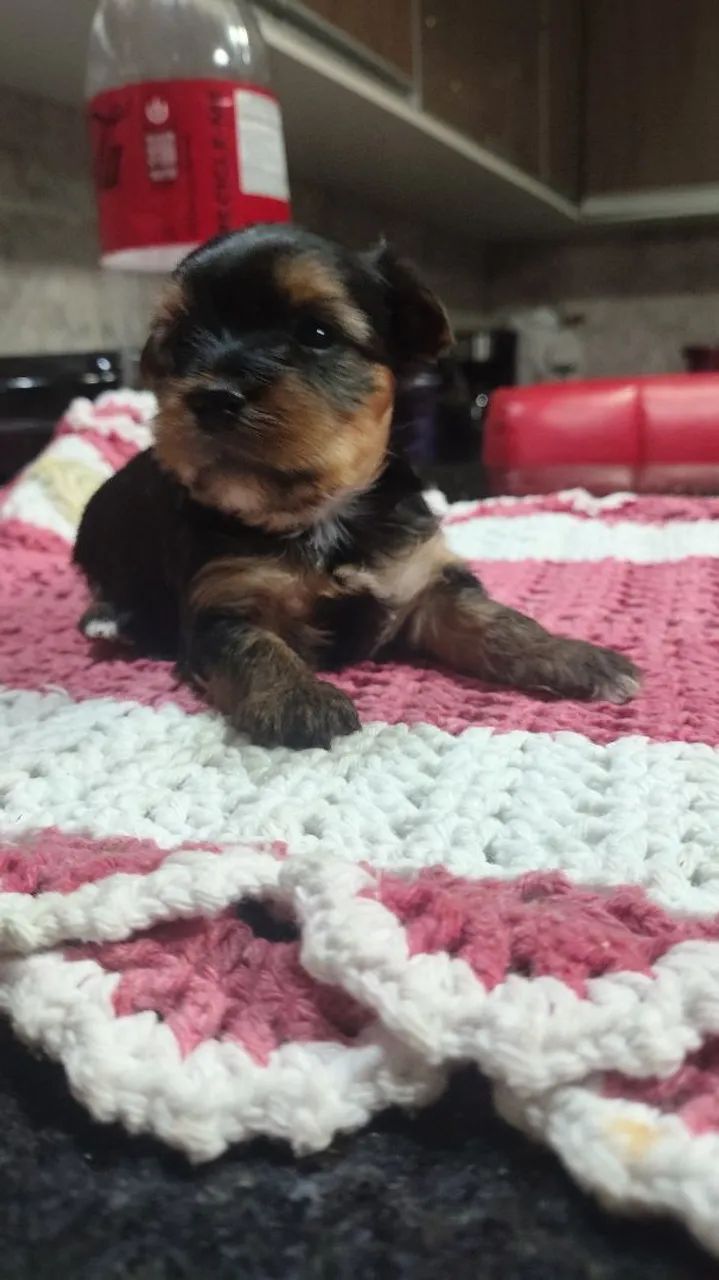 Yorkshire terrier disponível  - Foto 4