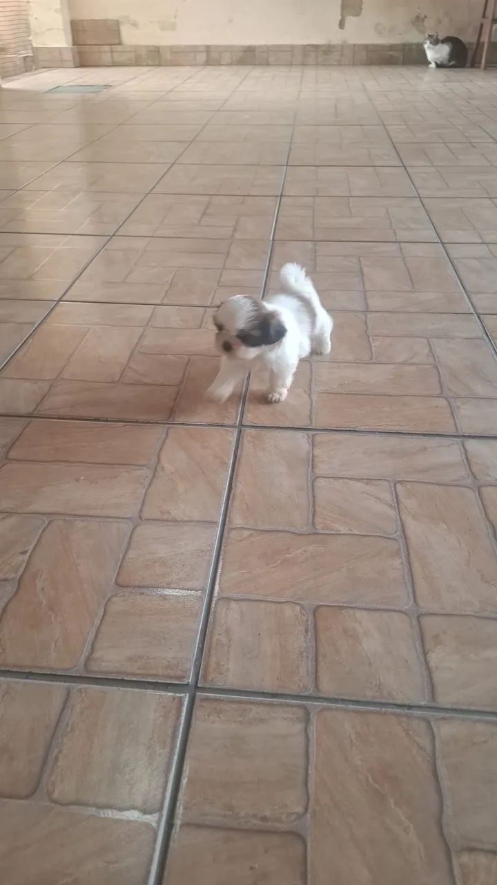 Shitzu
