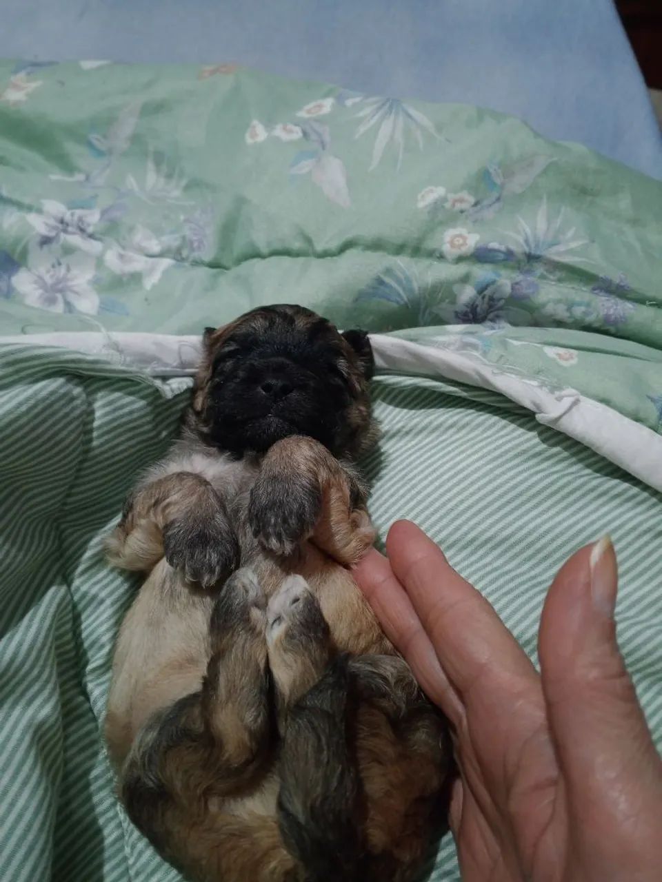 Cachorro  - Foto 3