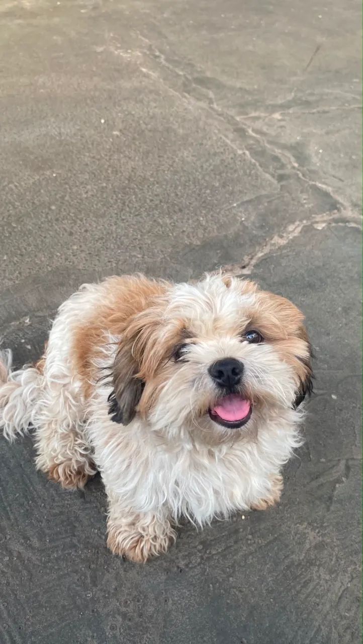 Shih Tzu