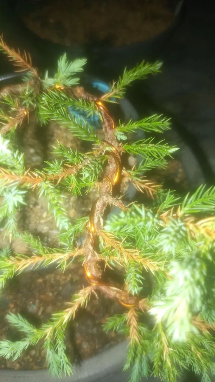 Juníperus procumbens Pré-Bonsai - Foto 3