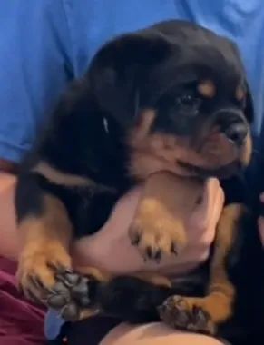 ROTTWEILER À PRONTA ENTREGA - Foto 2