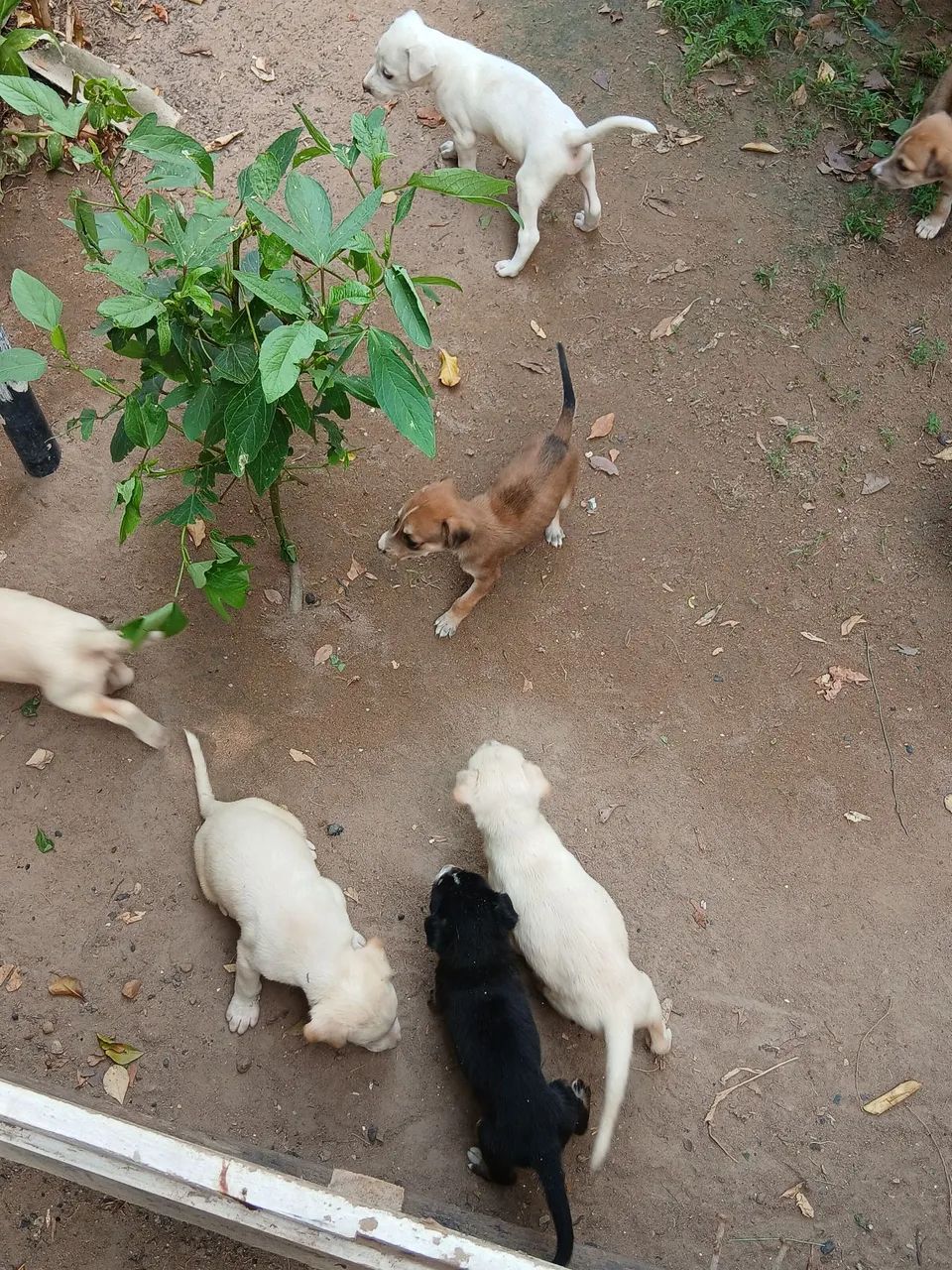 Doação de filhotes de cachorro  - Foto 2