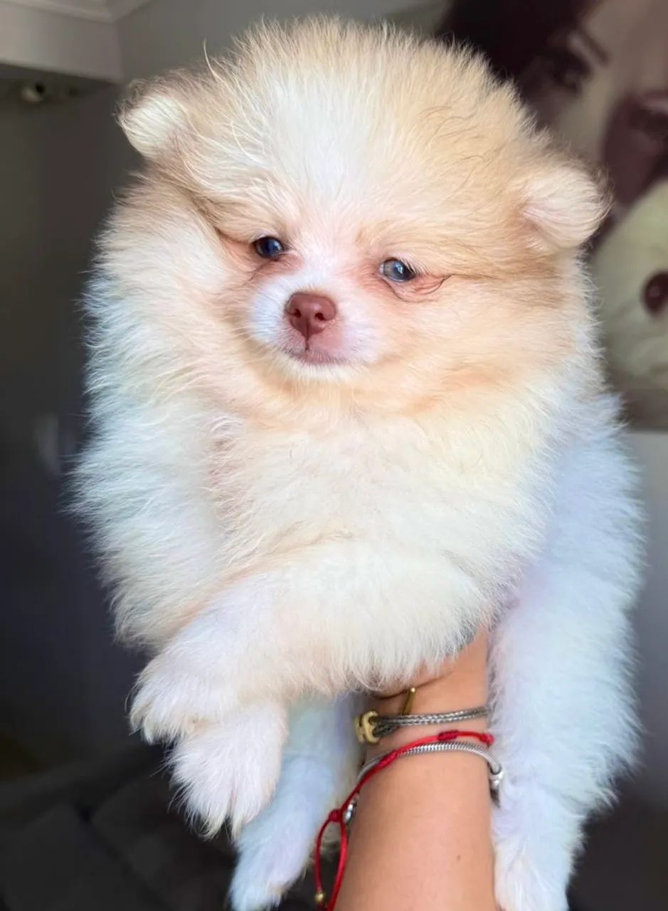 SPITZ ALEMÃO - Cachorros - Jacarecica, Maceió 1494088157 | OLX