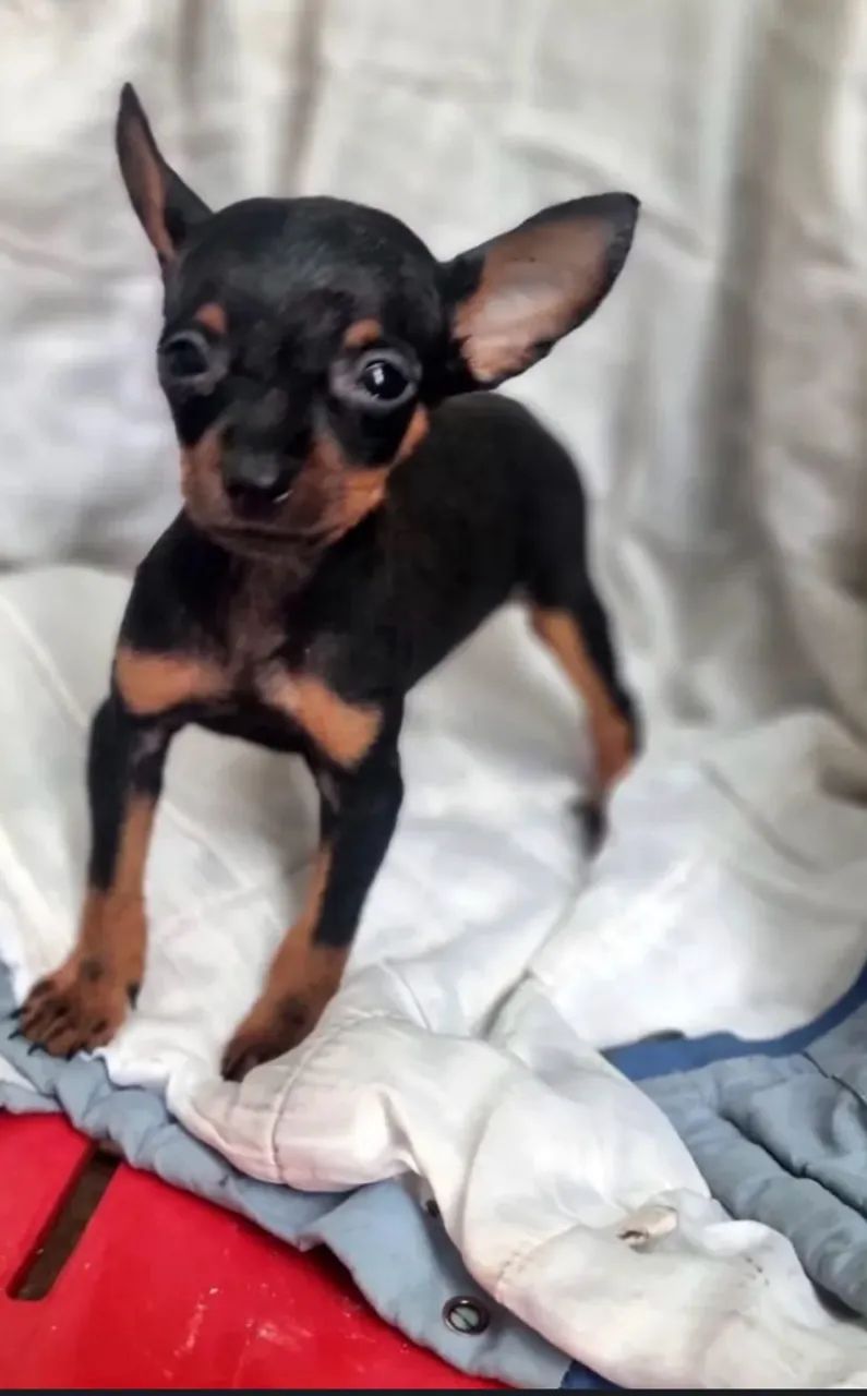 Pinscher macho 3 meses 