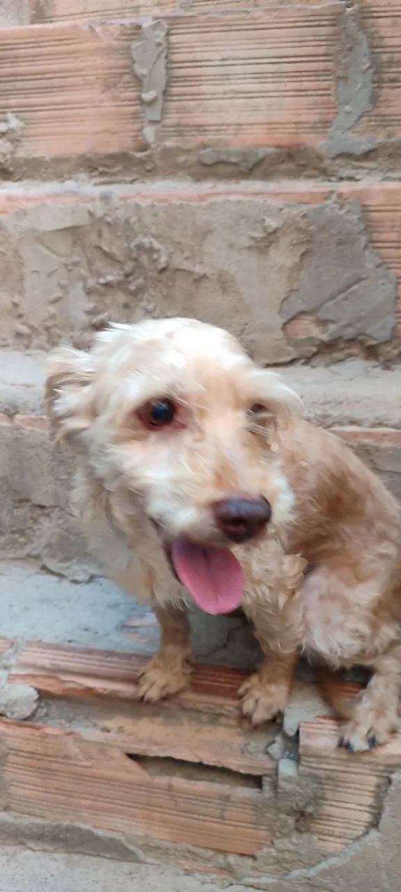 Doação de cachorro  - Foto 4