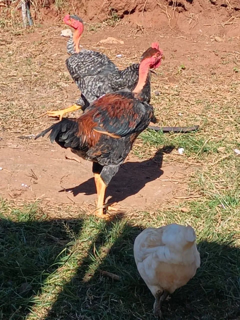 Frangos  - Foto 2
